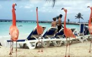 flamingo beach