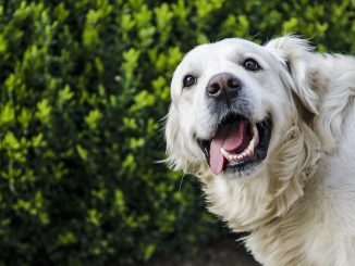 golden retriever