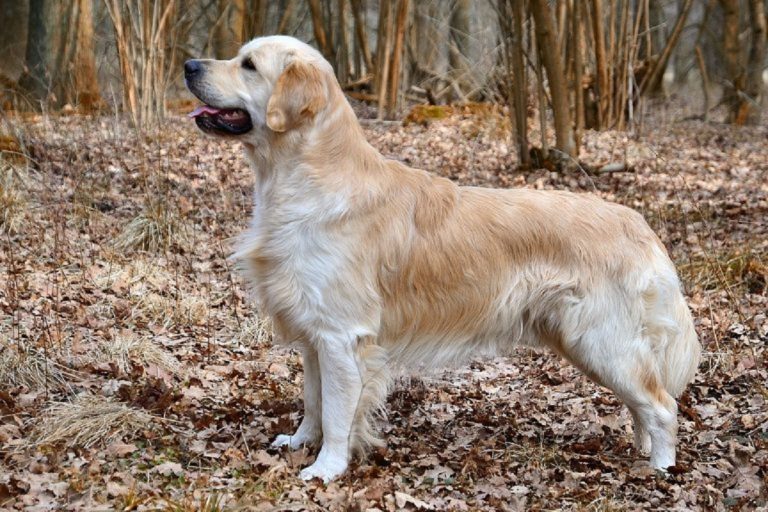 Golden-Retriver