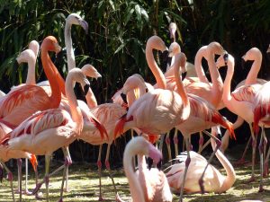grupo de flamingos 300x225
