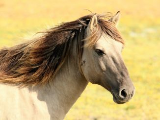 caballo niña sonríe