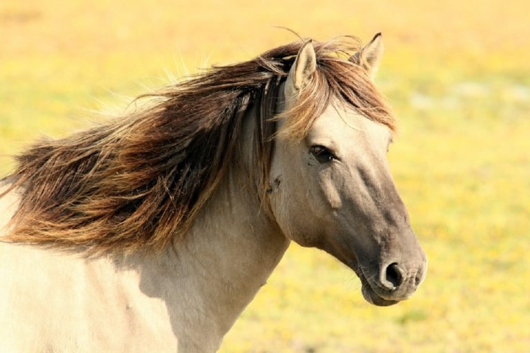 caballo niña sonríe