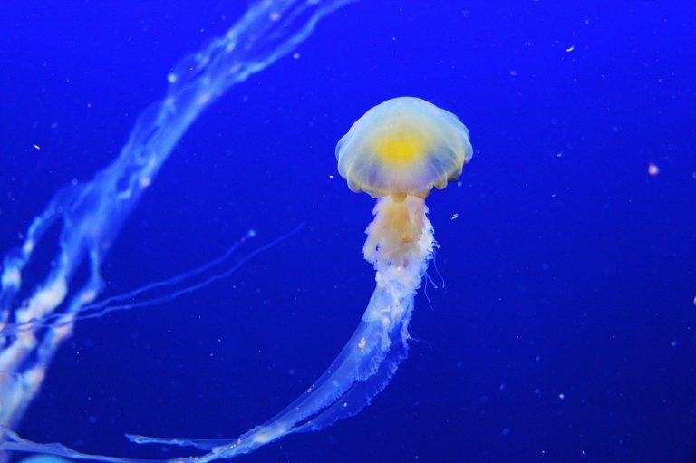 ¿Qué debes hacer si te pica una medusa?: consejos