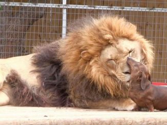 León y perro salchicha