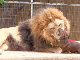 muere selfi león india