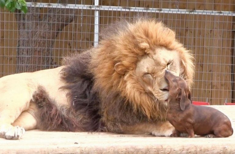 La curiosa amistad entre un imponente león y un perro salchicha