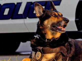 los perros policia tambien merecen una jubilacion