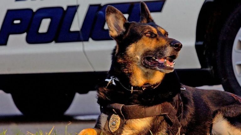 Los perros policía también merecen una jubilación