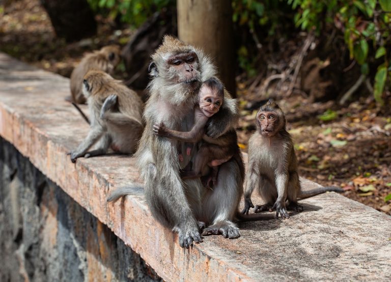 Macaco, virus del mono B