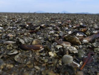 mejillones muertos en canada