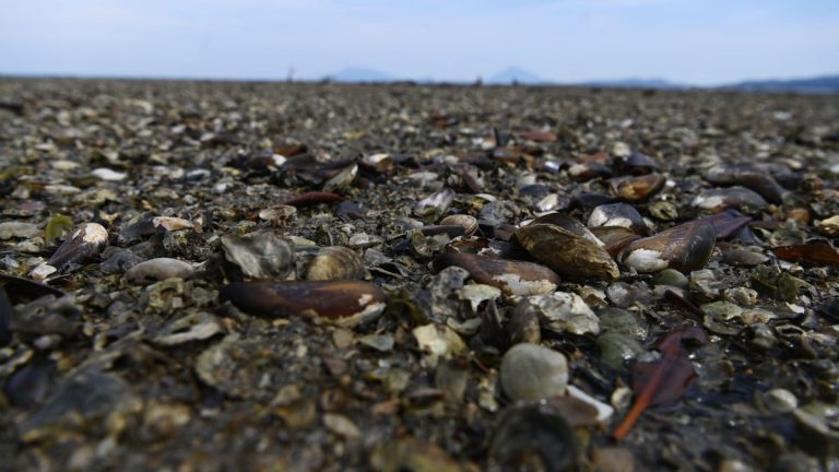 mejillones muertos en Canadá