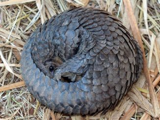 pangolin banda traficantes china