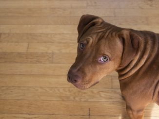 perro abandonado