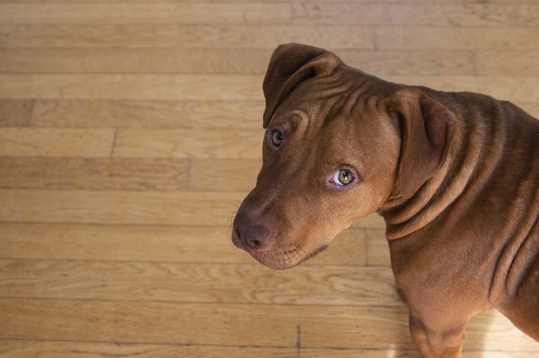 Perro abandonado