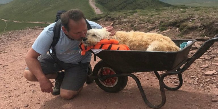 perro con cáncer carretilla