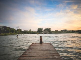 perro espera a su familia en el muelle