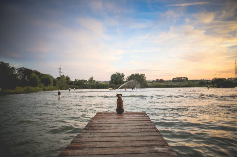 perro espera a su familia en el muelle