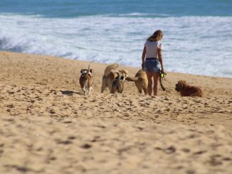 playas perros