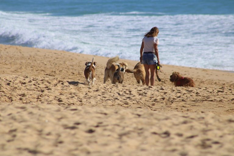 playas perros