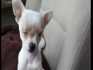 adoptan chihuahua sin ojos