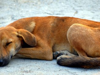 perro devorado por mosca tumbu