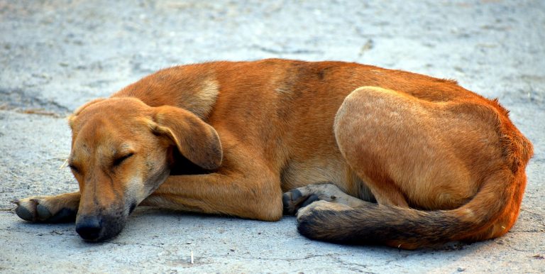 sleeping-dog-2837631_1280