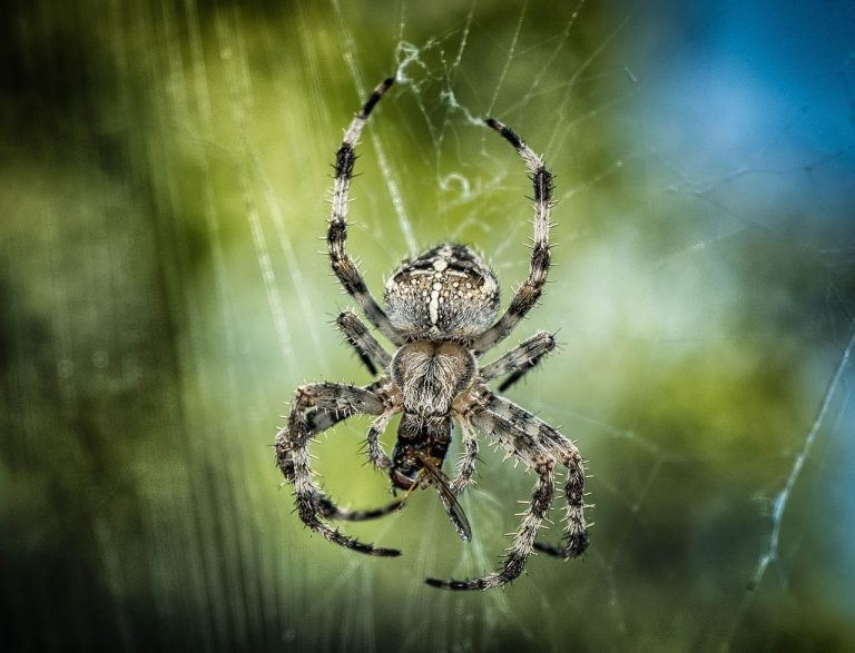 spider-1646340_1280