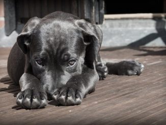 tailandia cachorros hambrientos