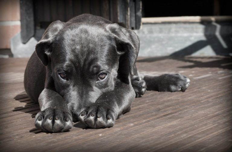 Tailandia cachorros hambrientos