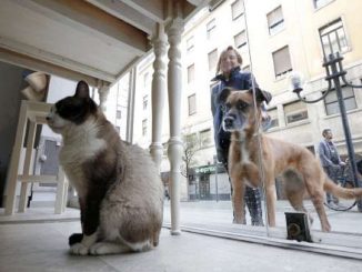 the cutest animal cafes across the globe