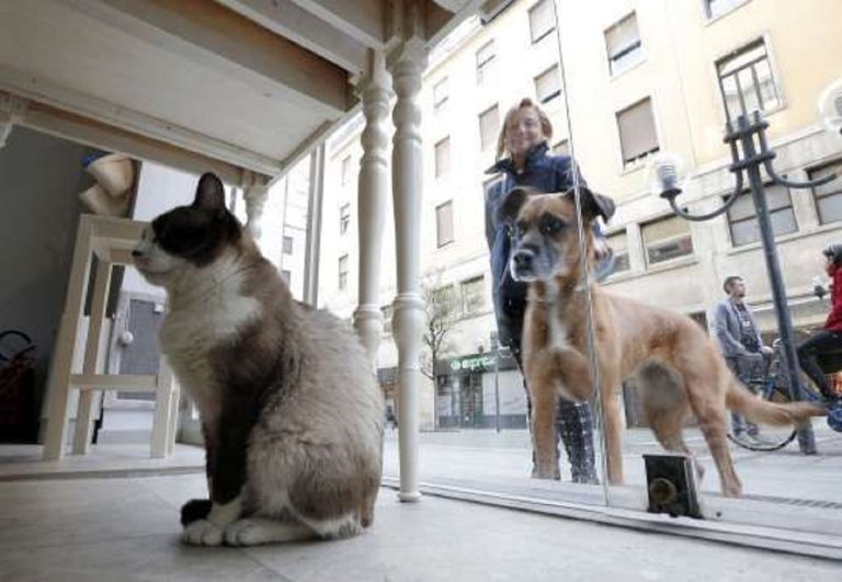 The cutest animal cafes across the globe