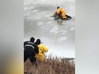 un perro cae en un lago