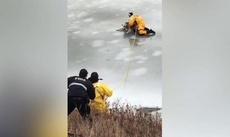 Un perro cae en un lago