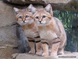 El gato del desierto más letal y difícil de observar de la Tierra