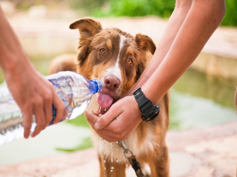 golpe calor perros