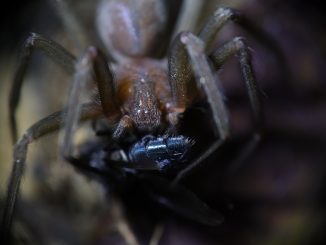 picadura araña ibiza