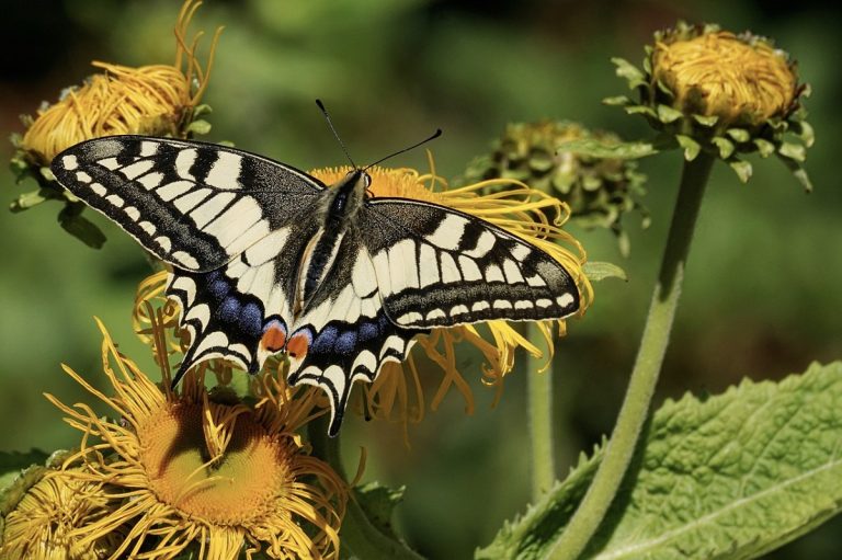 Mariposa