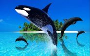 ¿Dónde ver delfines y orcas en España?