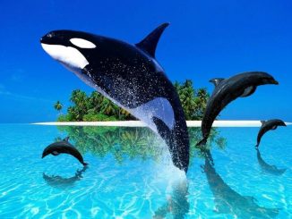 ¿Dónde ver delfines y orcas en España?