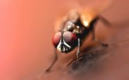 Plaga de mosca negra en España