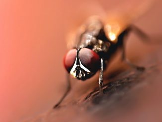Plaga de mosca negra en España