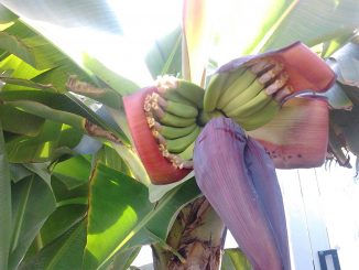 Campaña de incentivación del consumo de plátanos para ayudar a La Palma