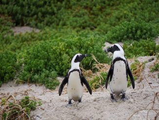 abejas atacan pinguinos