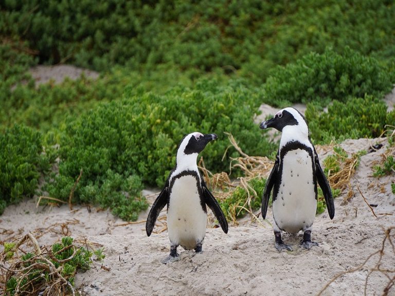 abejas atacan pinguinos