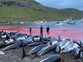 delfines-matanza-feroe