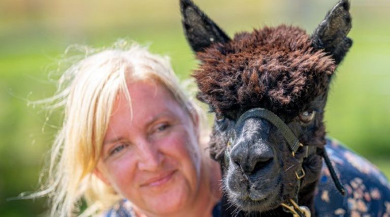 Geronimo la alpaca