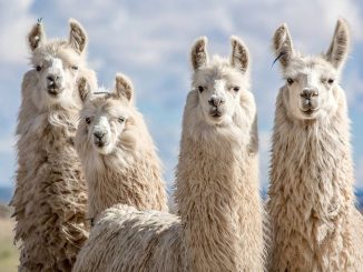 Llamas