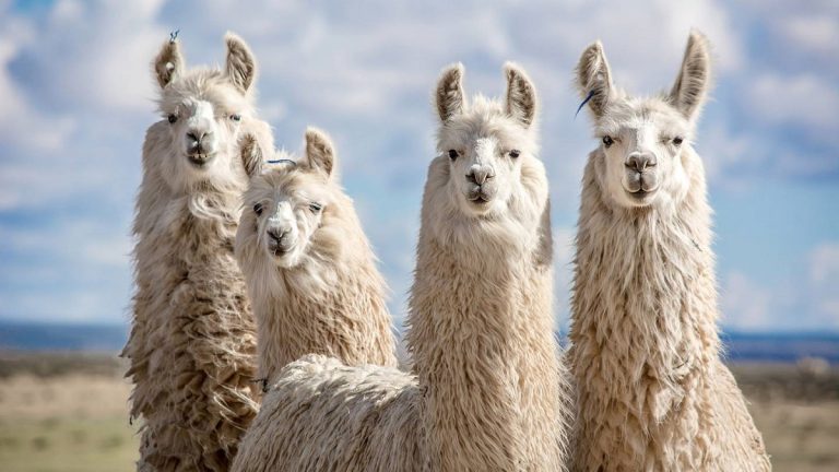 Llamas