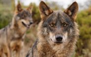 Caza del lobo y las Comunidades