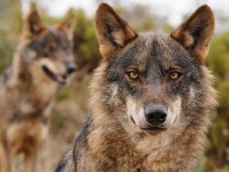 Caza del lobo y las Comunidades